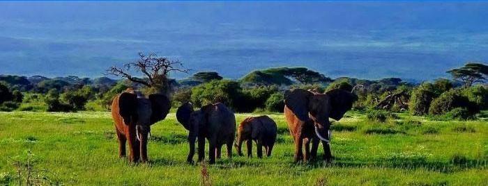 Национална шума Амбосели у Кенији