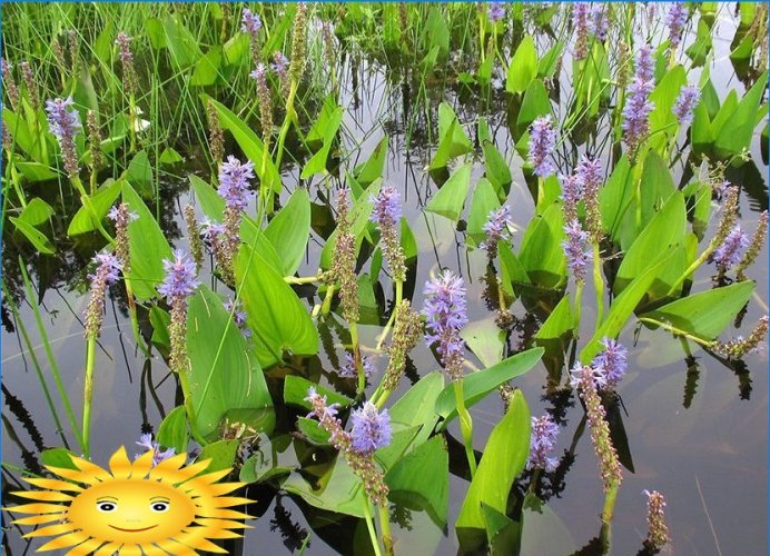 Биљке за украсни резервоар и баштенски рибњак у земљи